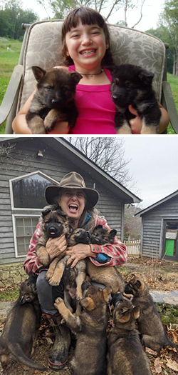 German Shepherd puppies, Asheville NC