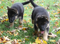 german shepherd puppies