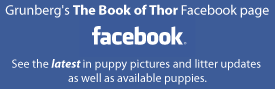 Click here to go to Grunberg's The Book of Thor Facebook page.  See the latest in puppy pictures and litter updates as well as available puppies.
